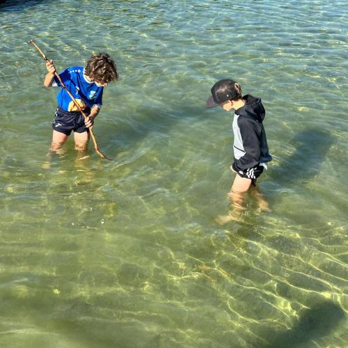 Fische stechen